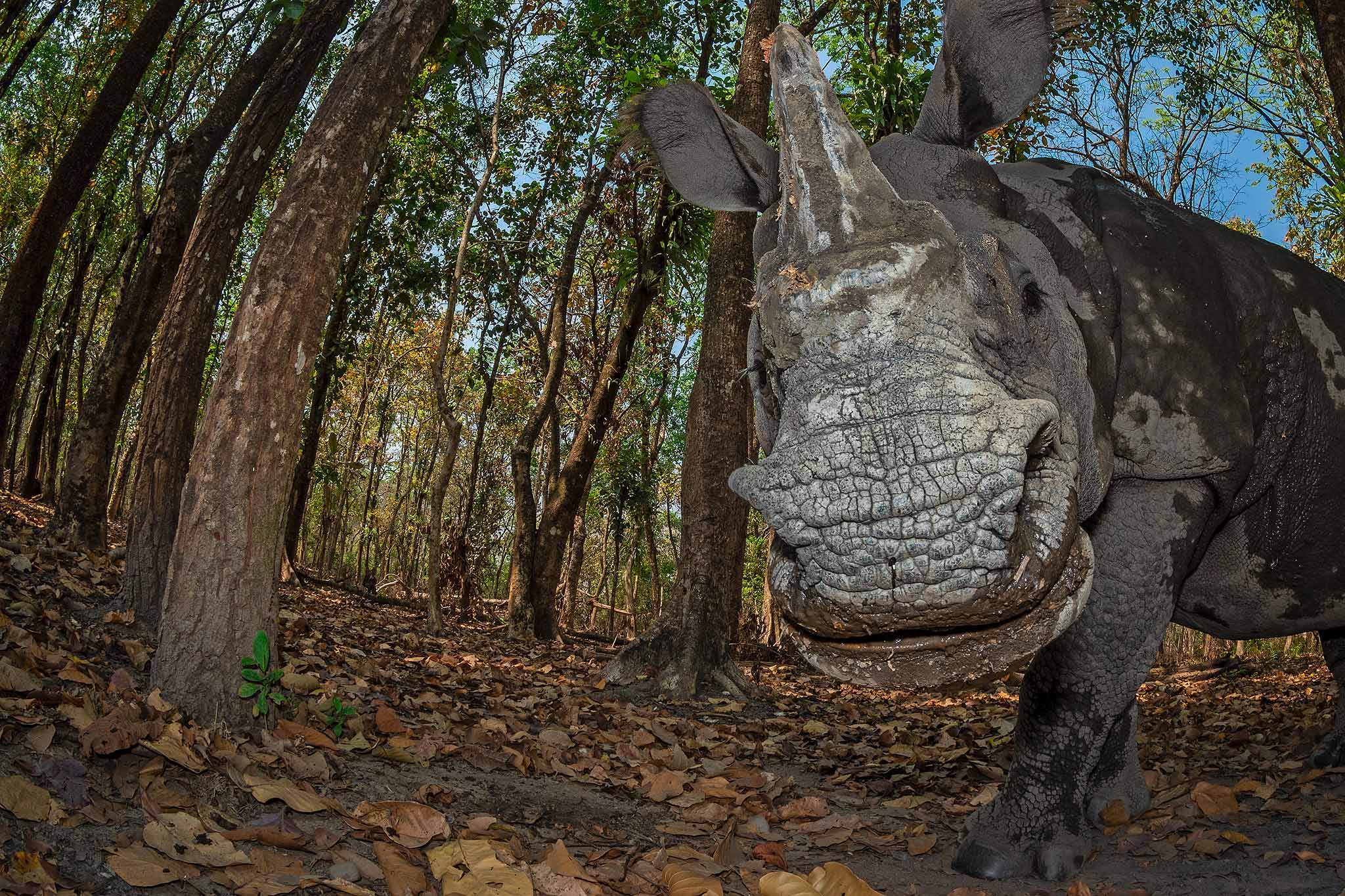 Manas National Park, Assam, India